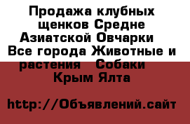 Продажа клубных щенков Средне Азиатской Овчарки - Все города Животные и растения » Собаки   . Крым,Ялта